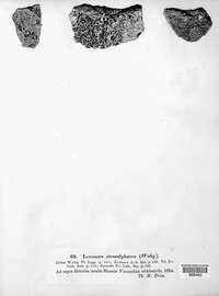Lecanora atrosulphurea image